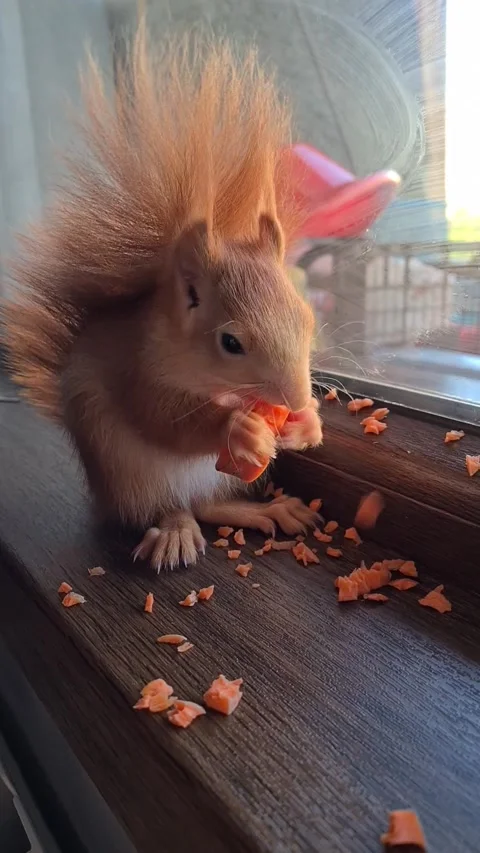 Red Squirrel Eating Carrot Stock Footage 220727482