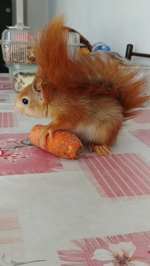 Red Squirrel Eating Carrot Stock Footage 231044934