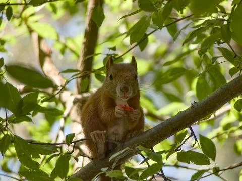 Red squirrel eating cherry plum looking at camera Stock Photos