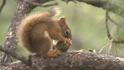 Red squirrel eating chewing dismembering pine cone pinecone seeds food Stock Footage 142617218