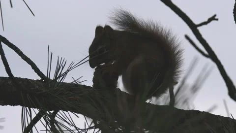 Red squirrel eating chewing gnawing pine cone cone food silhouette backlight Stock Footage 142616996