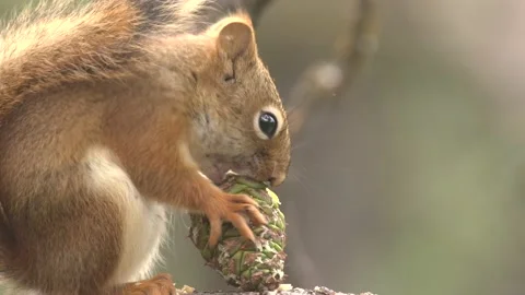 Red squirrel eating chewing gnawing forest pine cone pinecone green food closeup Stock Footage 142617072