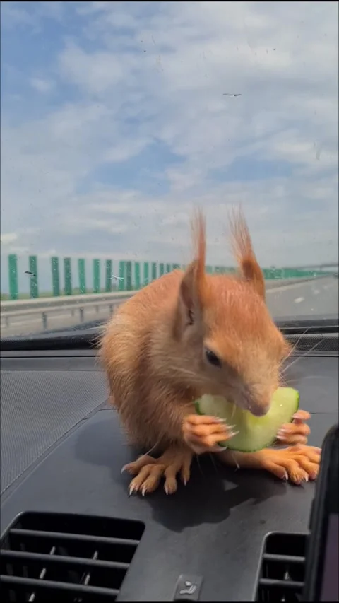 Red Squirrel Eating Cucumber Stock Footage 220727372