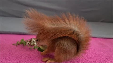Red Squirrel Eating Cucumber Video stock 220727393