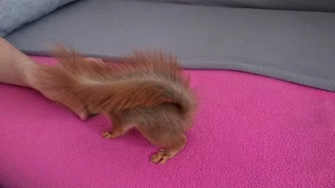 Red Squirrel Eating Cucumber Stockbeeldmateriaal 220727394