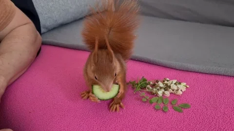 Red Squirrel Eating Cucumber Video stock 220727398