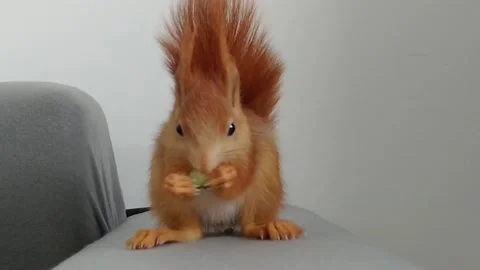 Red Squirrel Eating Cucumber Stock Footage 231044912