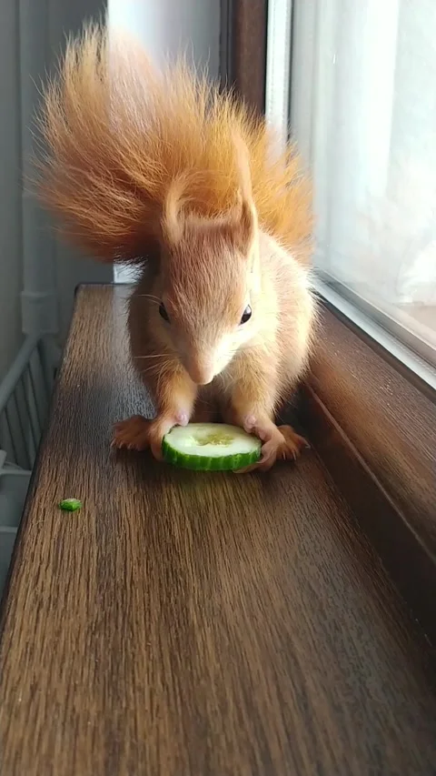 Red Squirrel Eating Cucumber Stock-Footage 231044931