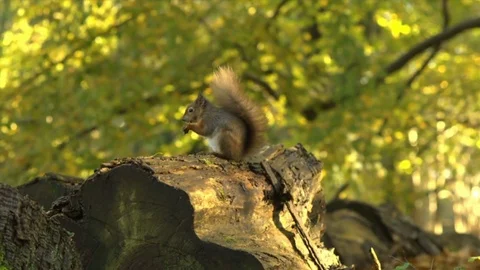 Red Squirrel eating on a fallen tree Stock Footage 71786255