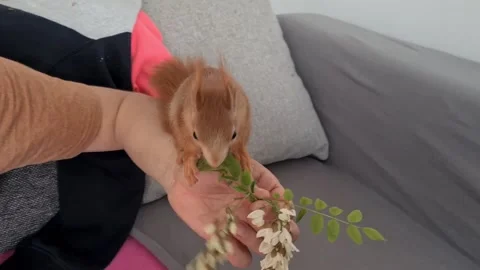 Red Squirrel Eating Flowers Stock-Footage 220727390