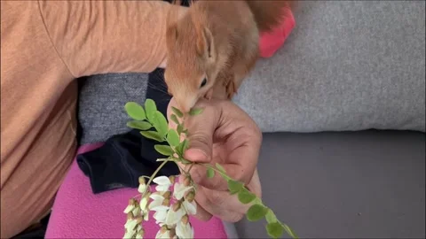 Red Squirrel Eating Flowers Video stock 220727391