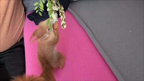 Red Squirrel Eating Flowers Video stock 220727392