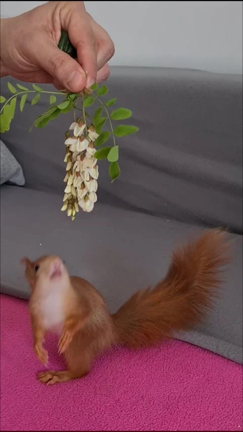 Red Squirrel Eating Flowers Stock Footage 220727400