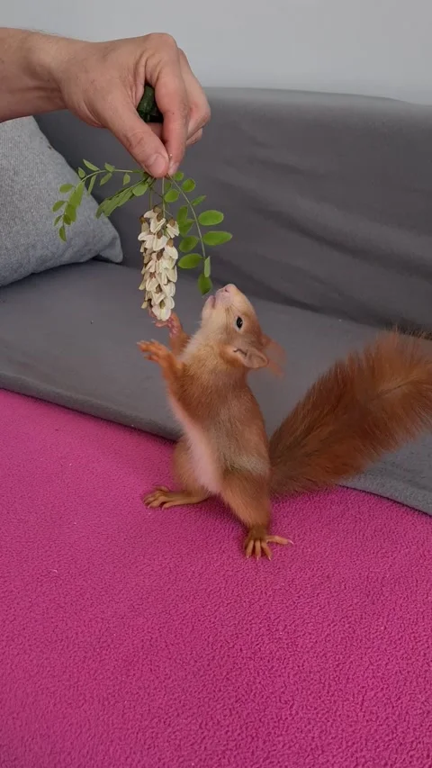 Red Squirrel Eating Flowers Stock Footage 220727402