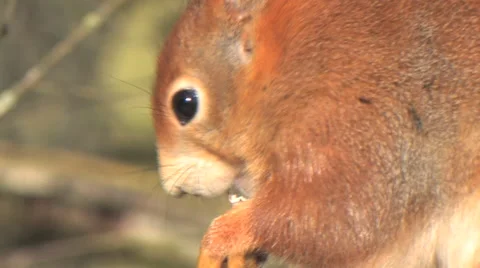 Red Squirrel Eating Stock Footage 66687064