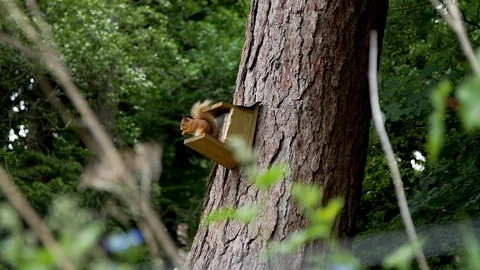Red Squirrel eating Stock Footage 91022840