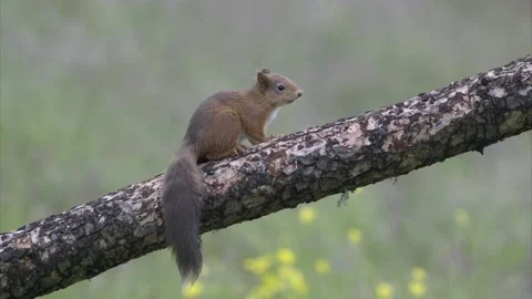 Red squirrel eating Stock Footage 199791227