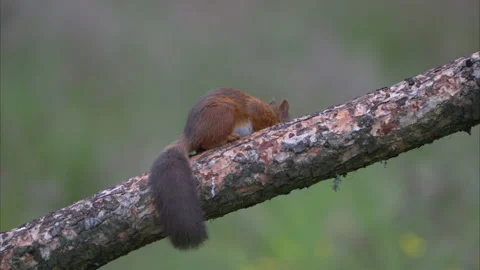 Red squirrel eating Stock Footage 200937602