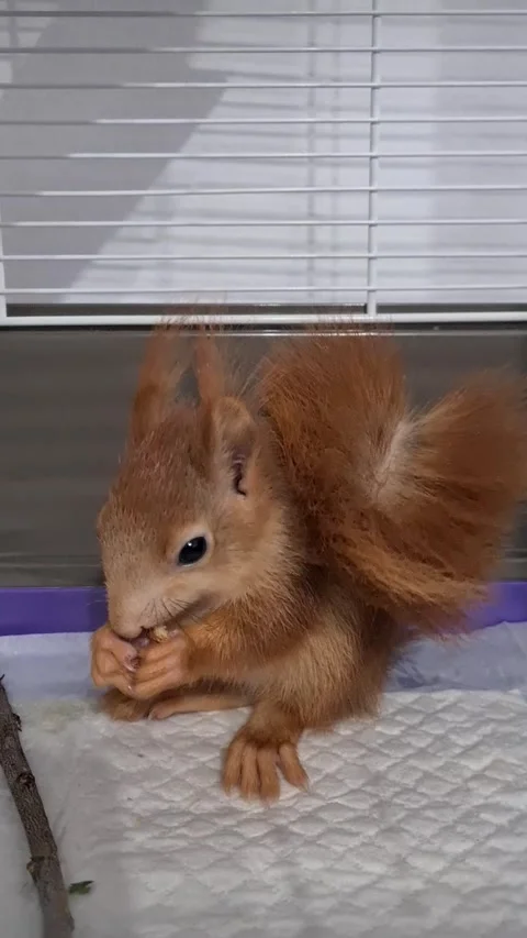 Red Squirrel Eating Stockbeeldmateriaal 220727477