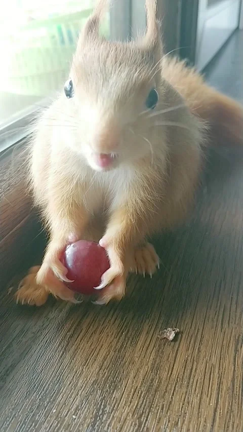 Red Squirrel Eating Stock-Footage 231045086