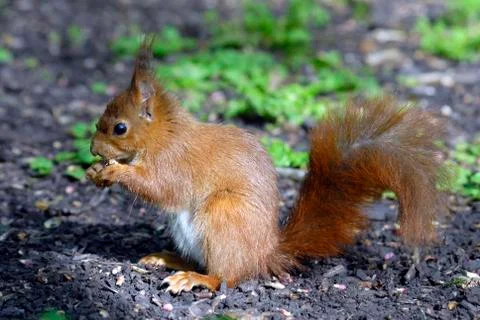 Red squirrel eating a hazelnut Stock Photos