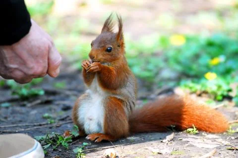Red squirrel eating a hazelnut Stock Photos