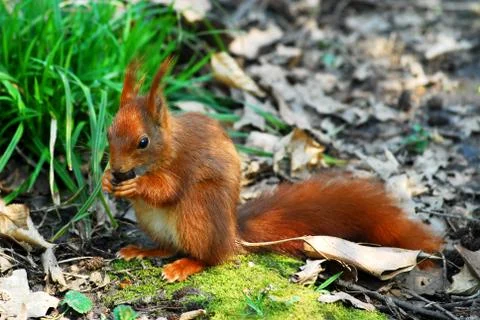 Red squirrel eating a hazelnut Stock Photos
