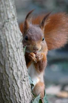 Red squirrel eating a hazelnut Stock Photos