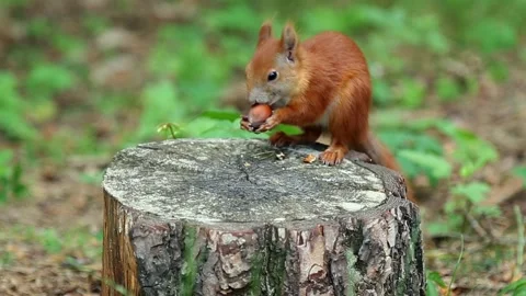 Red squirrel eating hazelnut on tree stump in woodland Stock Footage 313085931