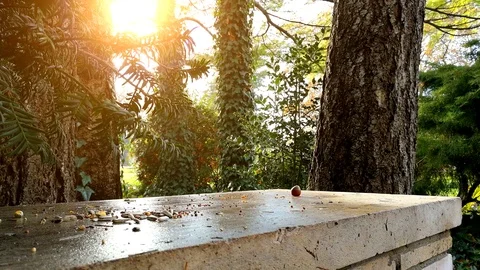 Red squirrel eating hazelnuts 4K Stock Footage 110708296