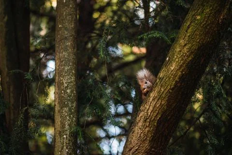 Red squirrel eating hidden in a tree. Sciurus vulgaris. Campo Grande, Valladolid Stock Photos