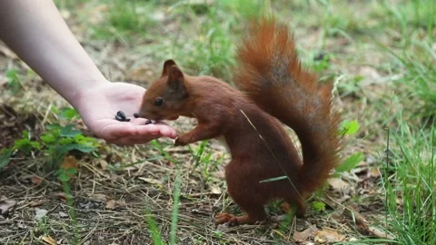 Red squirrel eating from human hand in close interaction Stock Footage 313346371