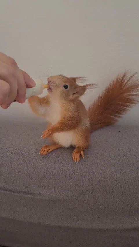Red Squirrel Eating Milk Stock Footage 220727379