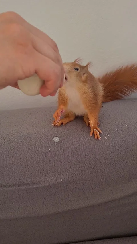 Red Squirrel Eating Milk Stock Footage 220727384