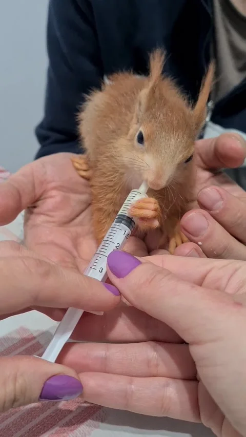 Red Squirrel Eating Milk Stock Footage 220727474