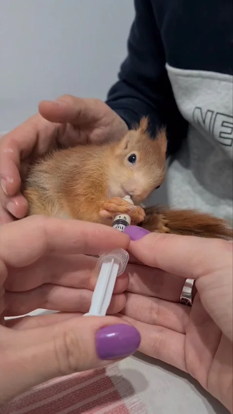 Red Squirrel Eating Milk Stock Footage 220727479