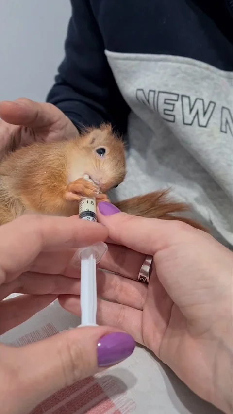 Red Squirrel Eating Milk Stock Footage 220727481