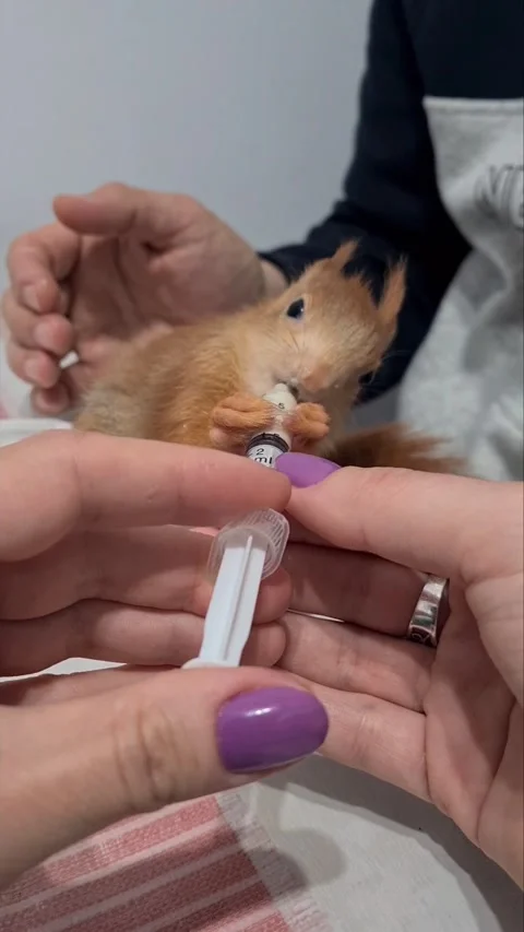 Red Squirrel Eating Milk Stock Footage 220727484