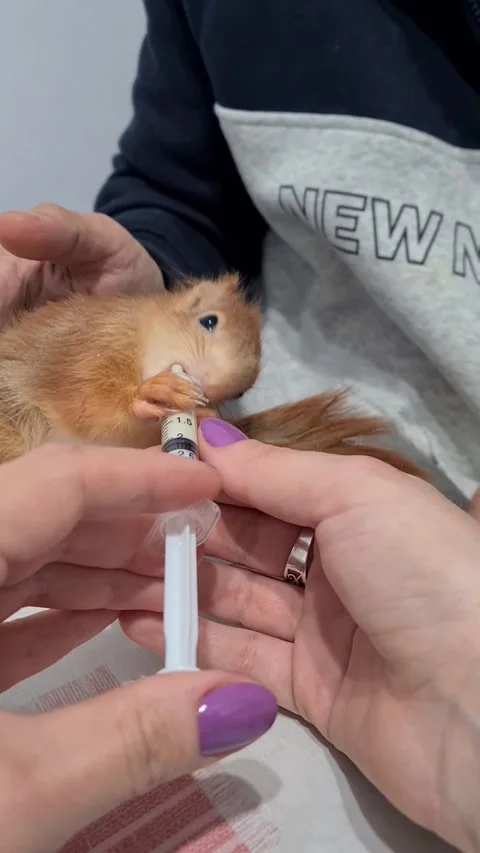 Red Squirrel Eating Milk Stock Footage 220727490