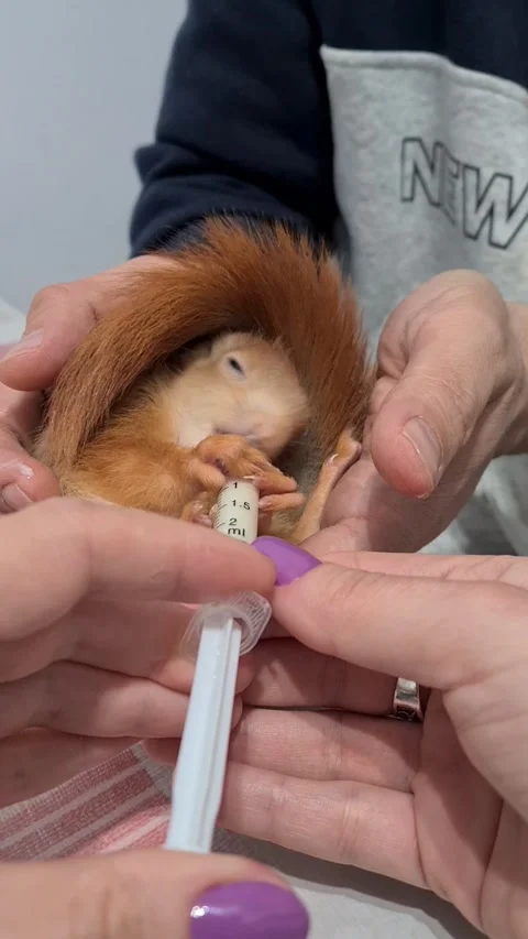 Red Squirrel Eating Milk Stock Footage 220727491