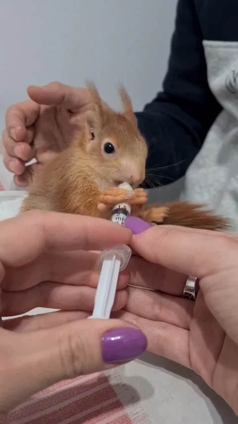 Red Squirrel Eating Milk Stock Footage 220727500