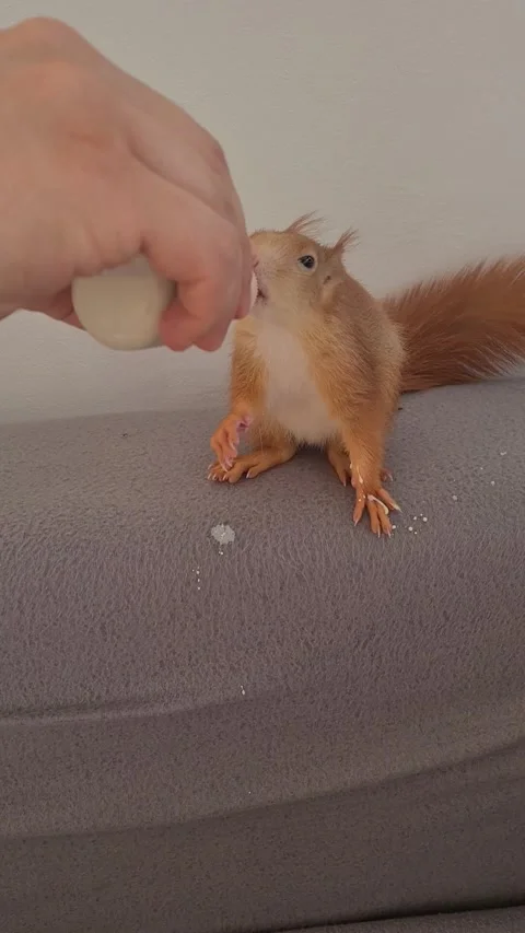 Red Squirrel Eating Milk Stock Footage 231222946
