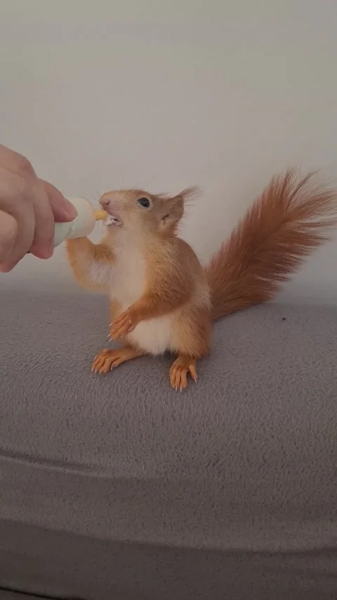 Red Squirrel Eating Milk Stock Footage 231222951