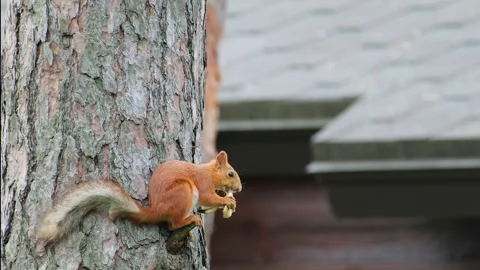 Red Squirrel Eating A Mushroom Found In The Forest Stock Footage 344051210