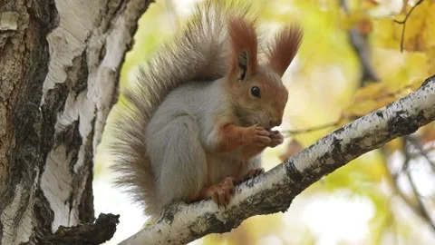 Red Squirrel Eating Nut on Birch Tree Branch in Autumn Stock Footage 347014229