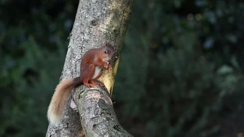 Red Squirrel Eating Nut on a Branch of a Tree, Ireland Stock Footage 338391228