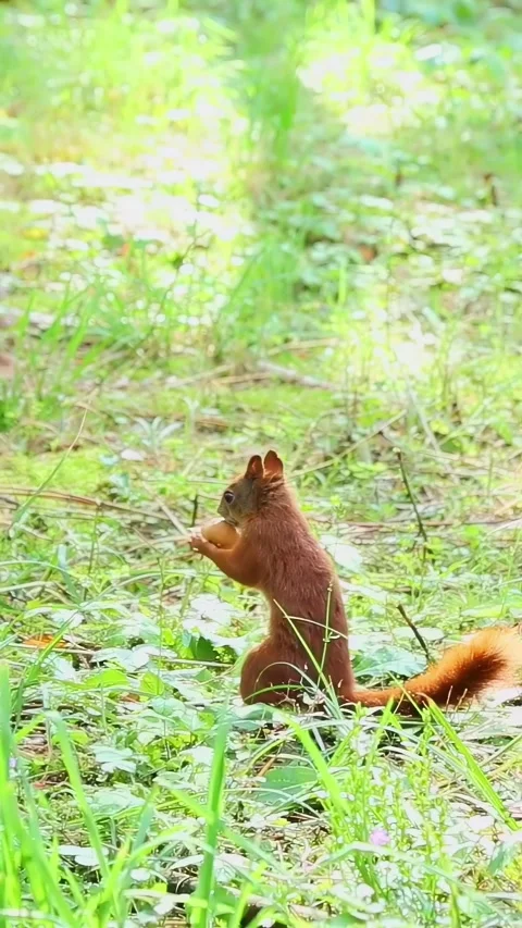 Red squirrel eating nut on forest floor then running away Stock Footage 325777668