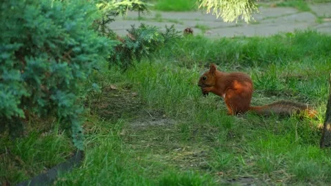 Red Squirrel Eating Nut On Green Park Lawn 스톡 동영상 344991966