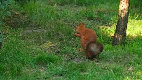 Red Squirrel Eating a Nut on Green Grass Near Tree Stock Footage 346251635