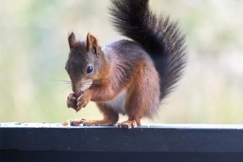 Red Squirrel Eating a Nut on a Ledge with Fluffy Tail Stock Photos